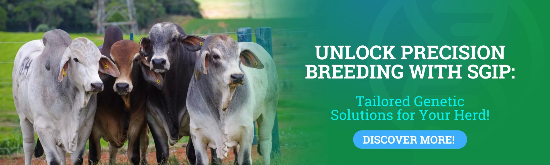 Support to cattle farmers aiming at productivity (4)