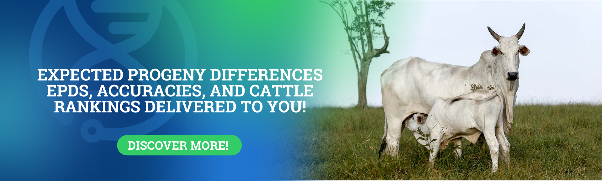 Support to cattle farmers aiming at productivity (9)