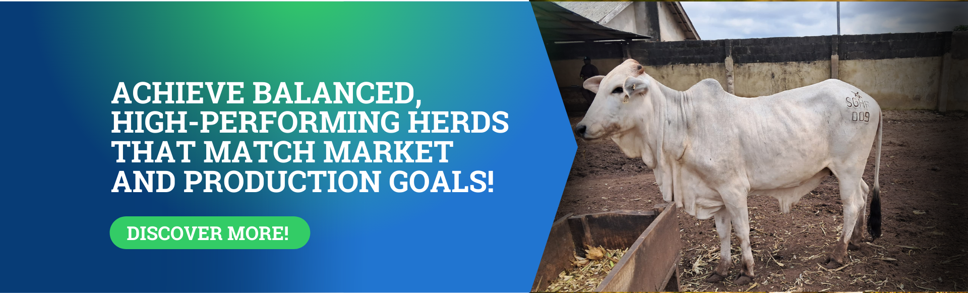 Support to cattle farmers aiming at productivity (12)
